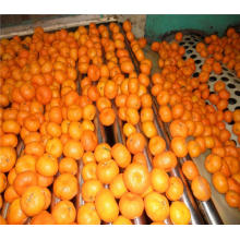 2017 новый урожай апельсинов на экспорт в Бангладеш